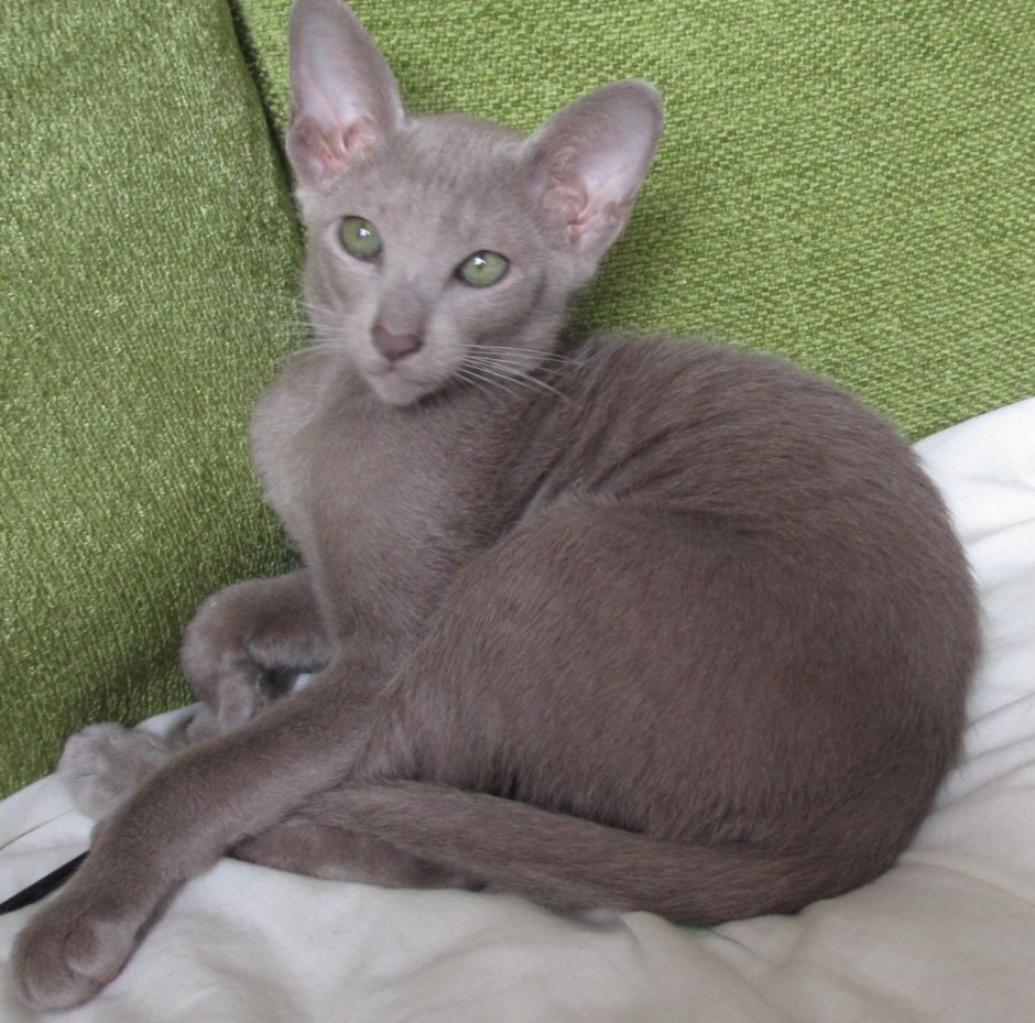 Ориентал лиловый табби