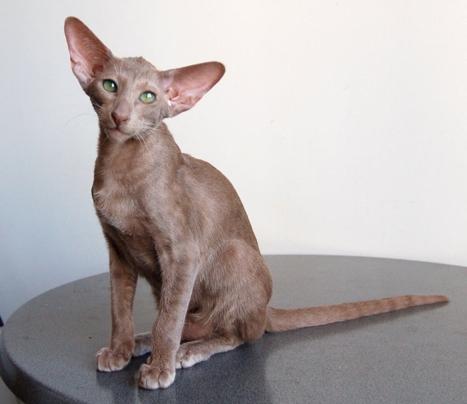 Кошка сфинкс Ориентал