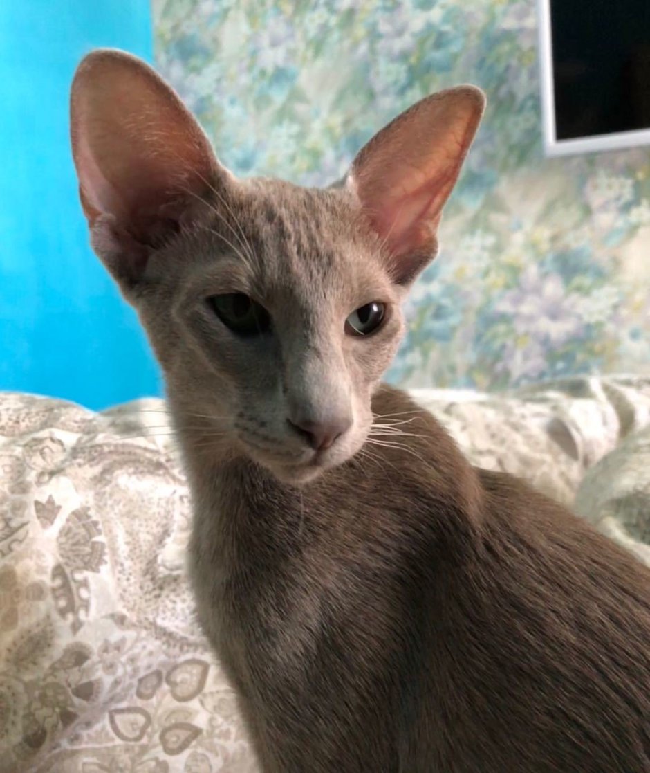 Лиловый ориентальный кот