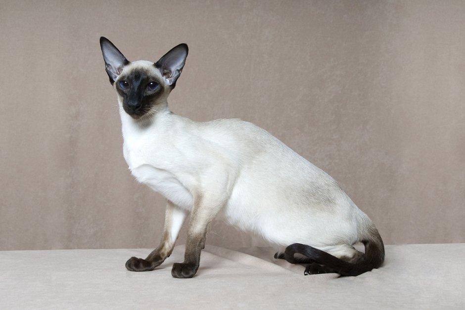 Тайский Сиам