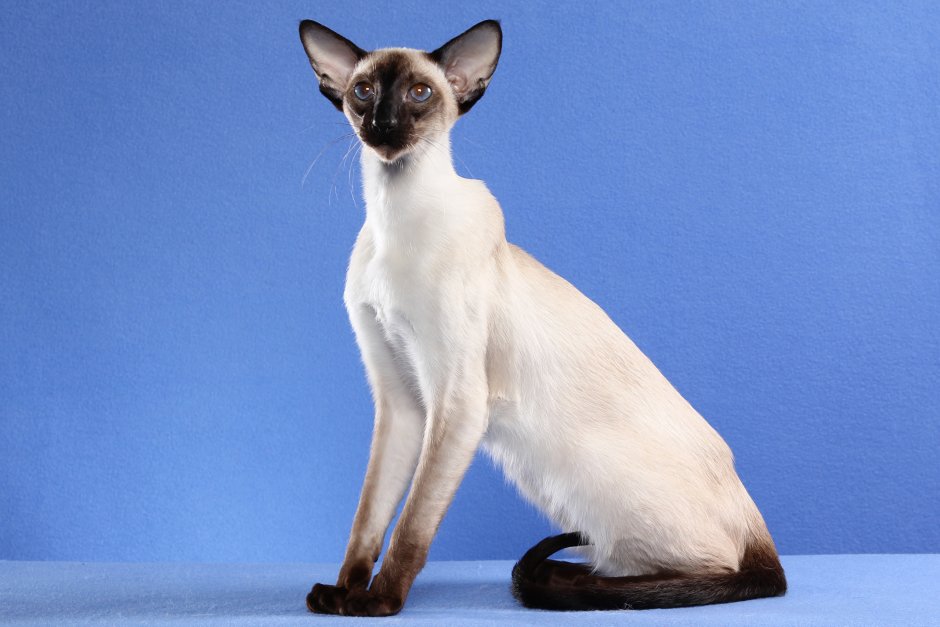 Порода кошки Ориентал Сиам