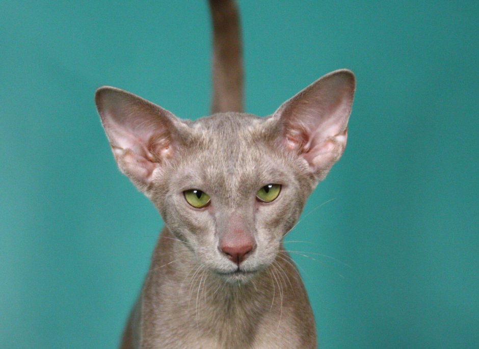 Лиловый ориентальный кот