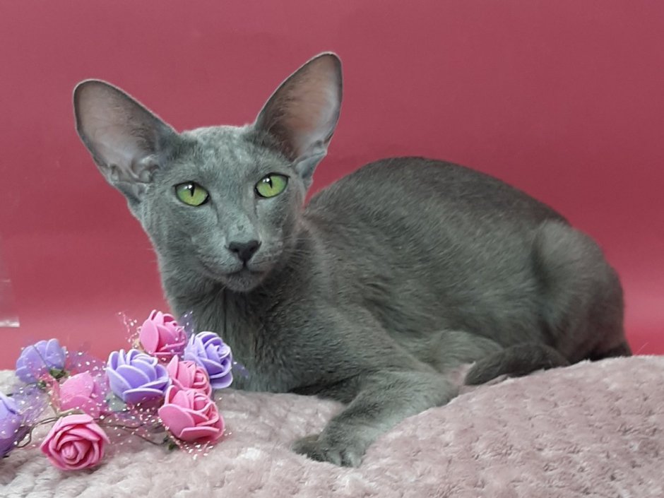 Лиловый ориентальный кот