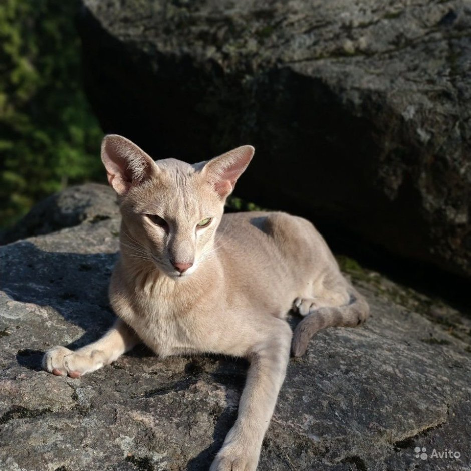Лиловый ориентальный кот