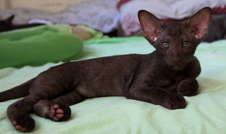 Ориентал лиловый табби