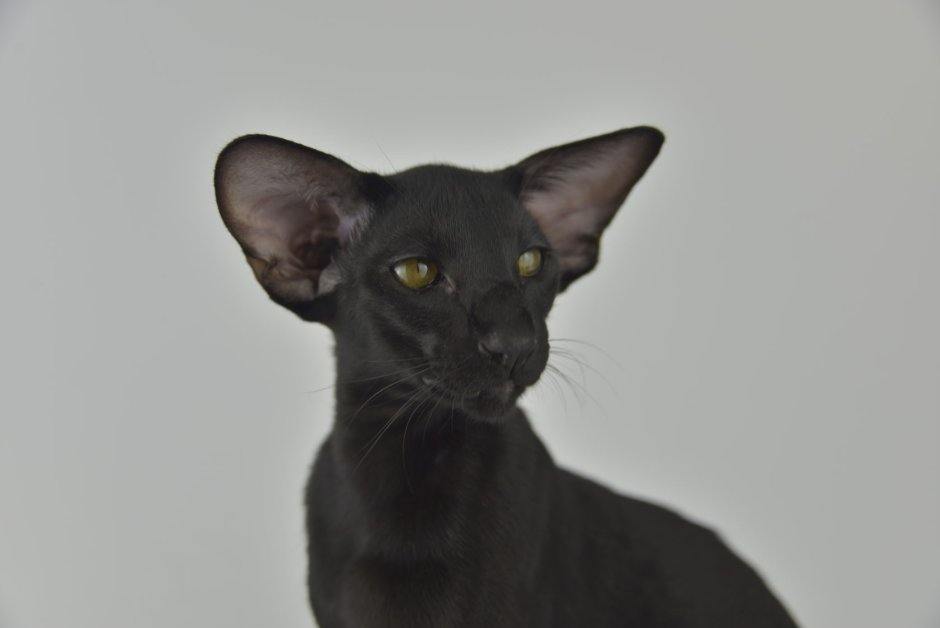 Frida Gold питомник ориентальных кошек