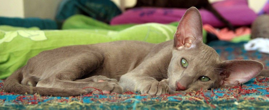 Лиловый ориентальный кот