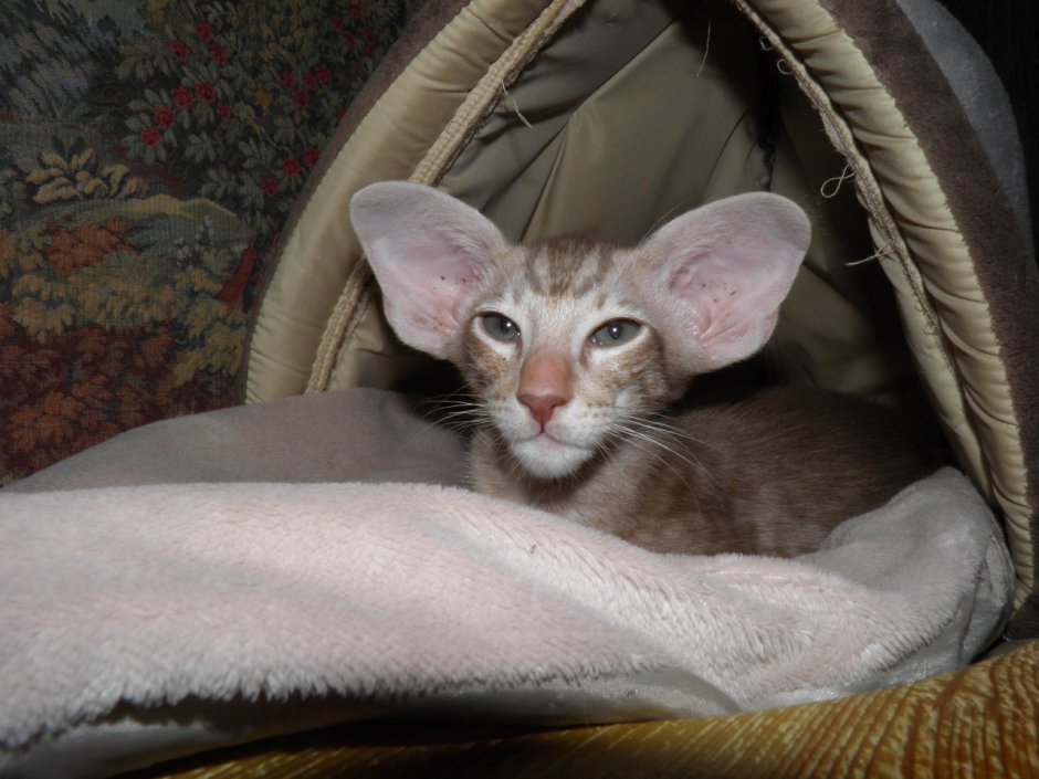 Лиловый ориентальный кот