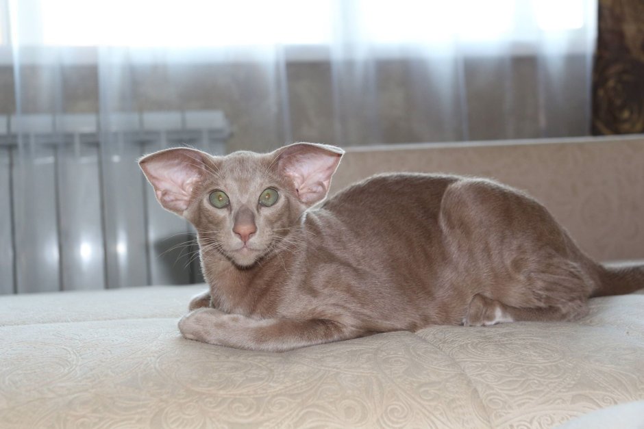 Лиловый ориентальный кот