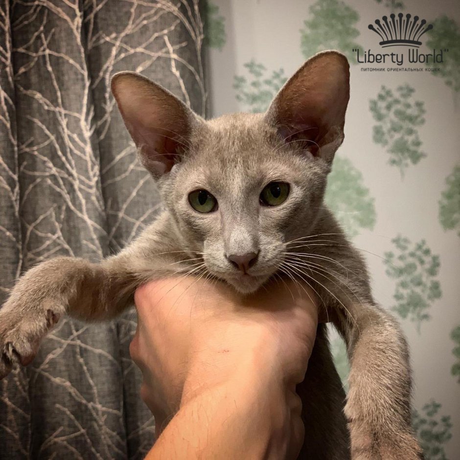 Ориентальная кошка в добрые руки