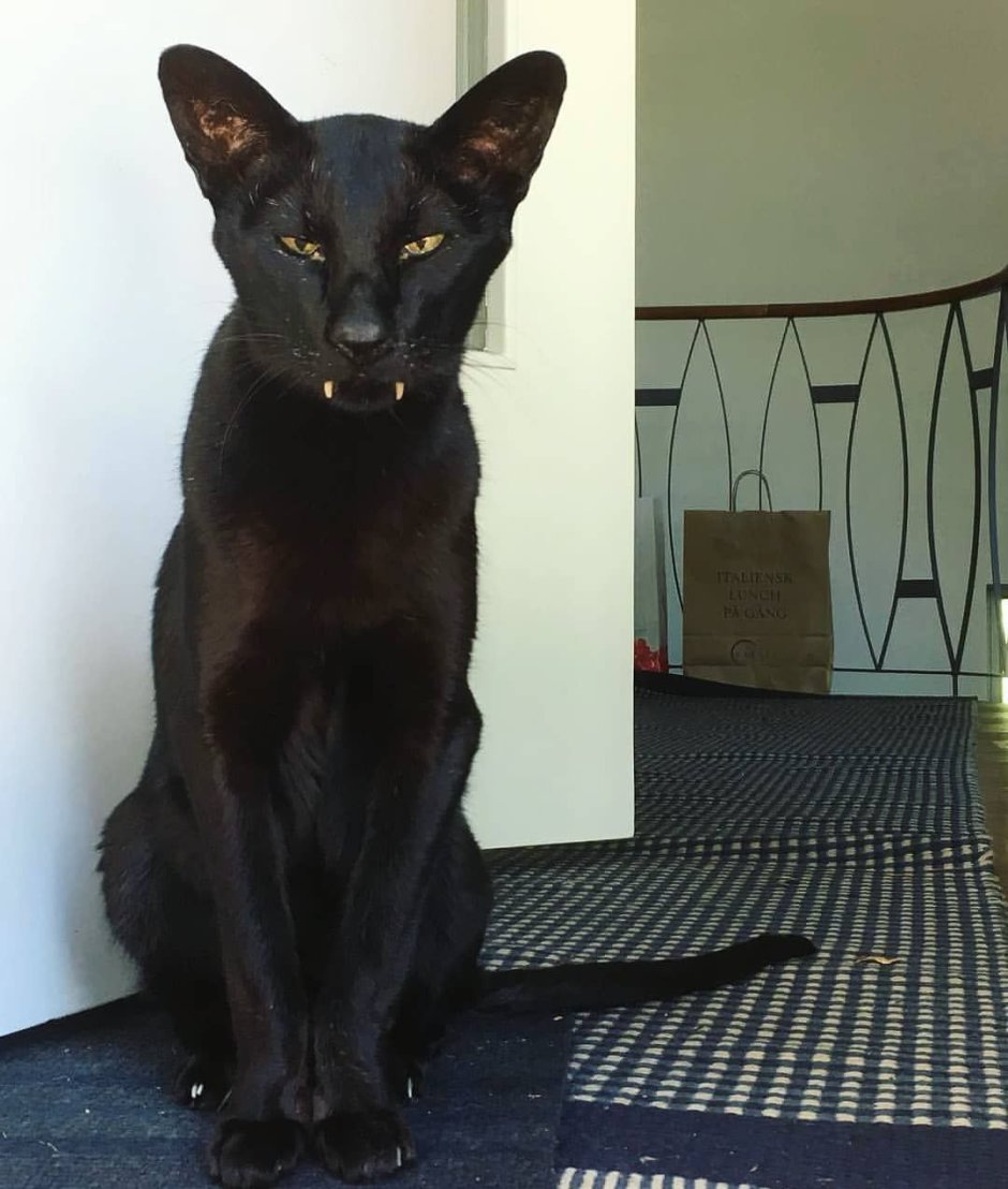 Ориентальная кошка вампир