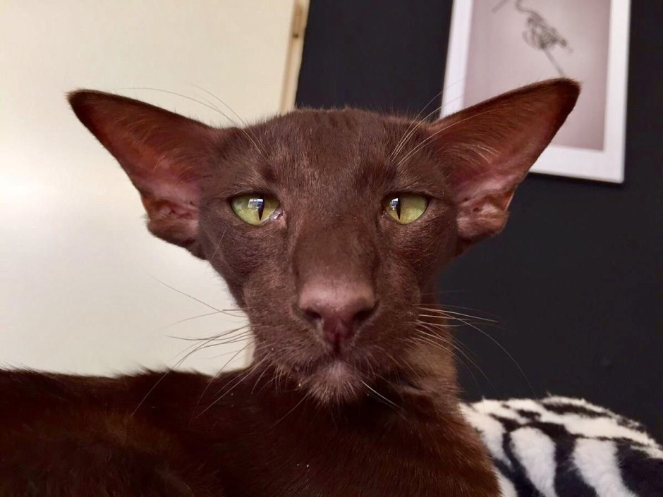 Ориентальный кот Гавана