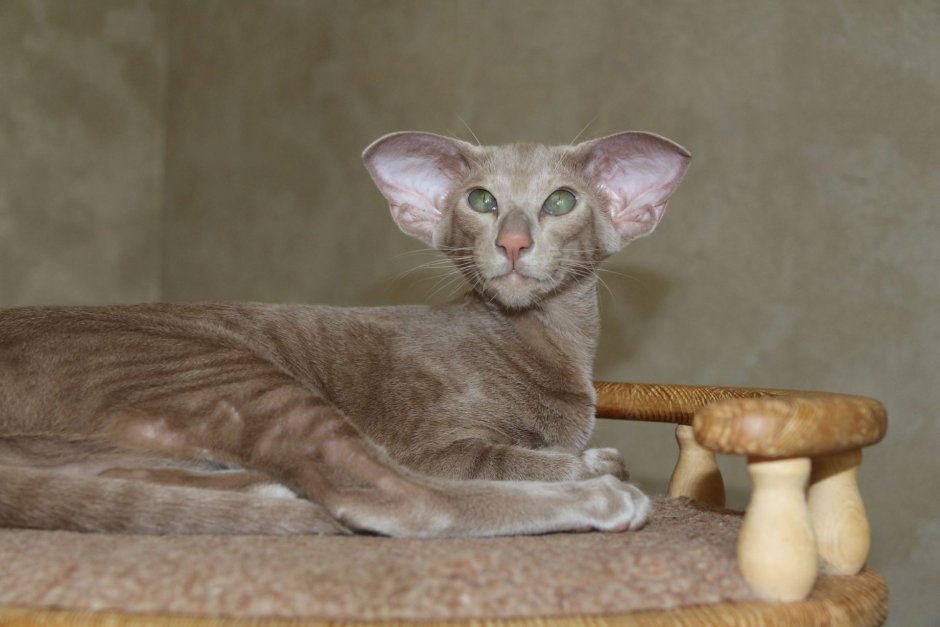 Кошка Орион Ориентальная