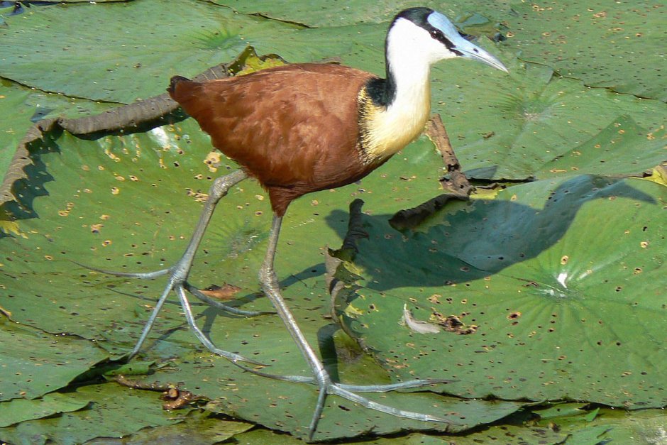 Якановых (Jacanidae)