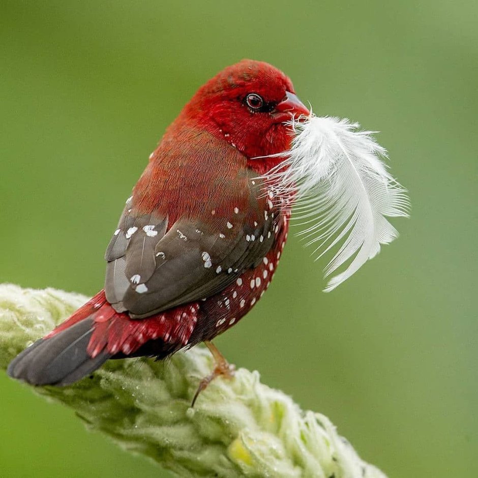 Avadavat Red птица