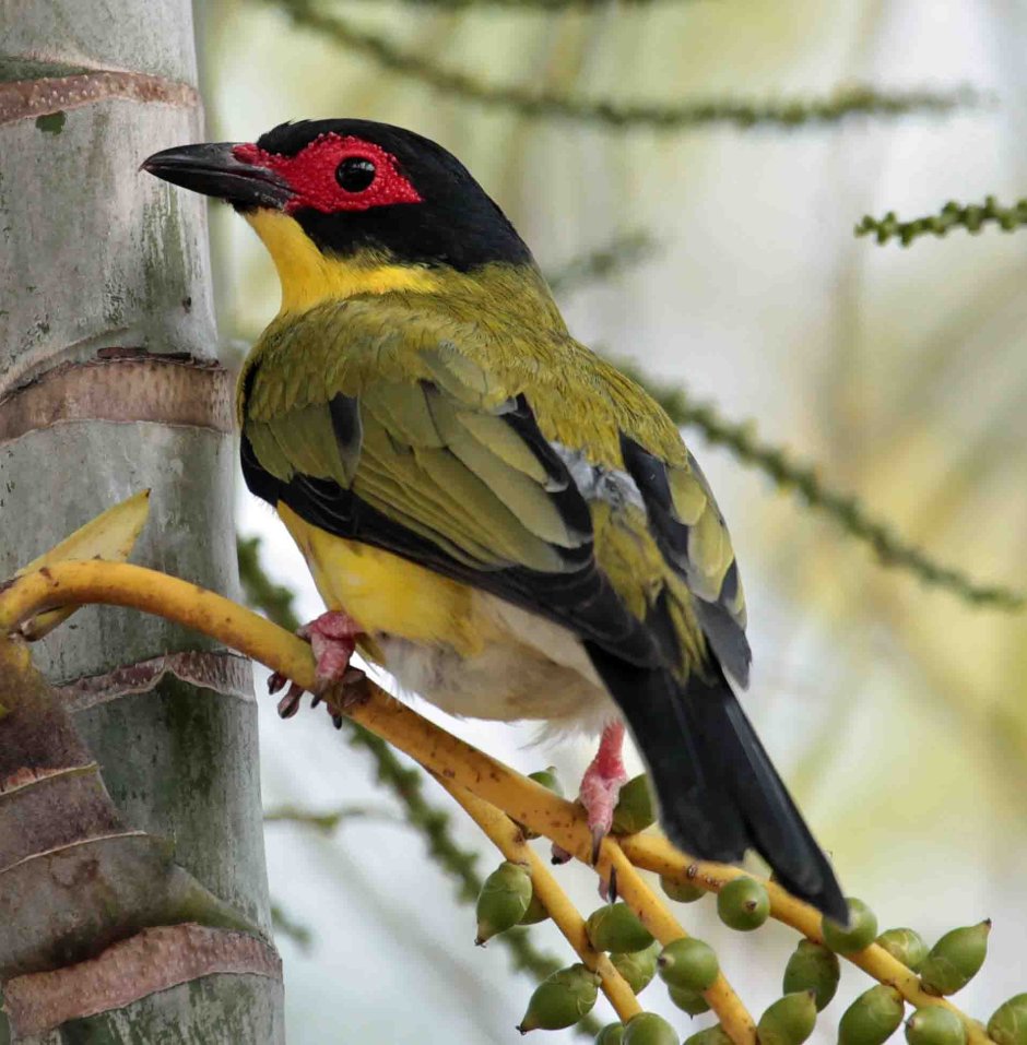 Fig Bird