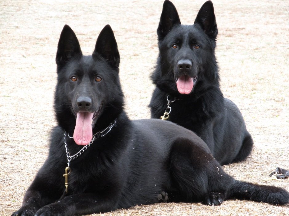 Black Sable немецкая овчарка