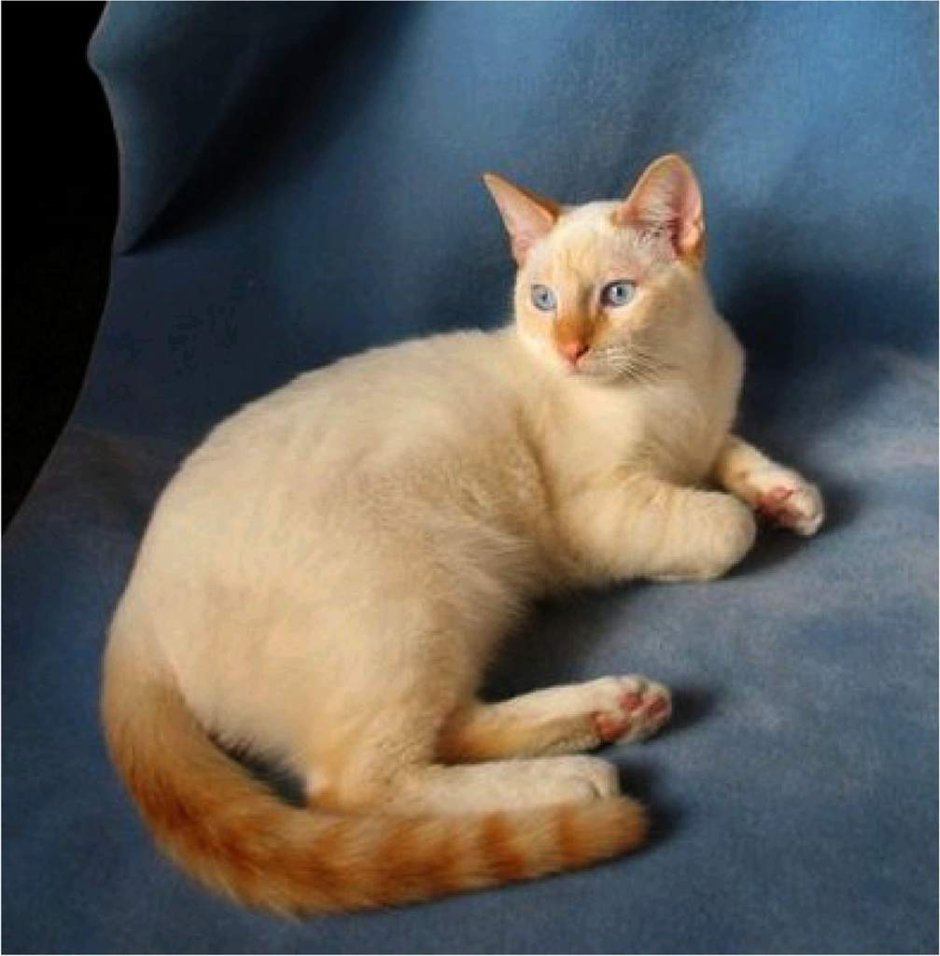 Райская кошка Ре поинт