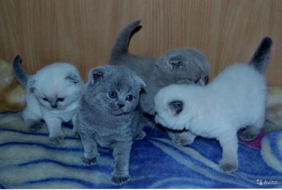 Котята Шотландские Блю поинт и голубые вислоухие