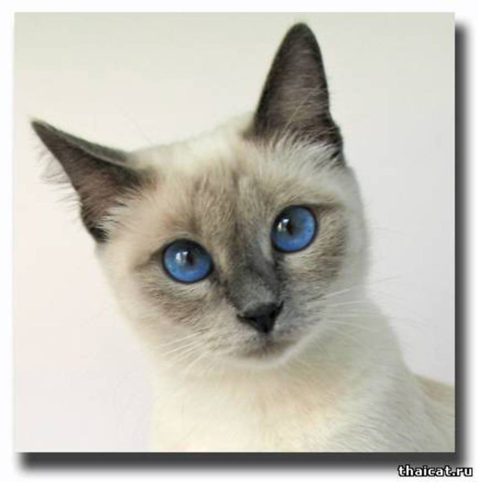Тайская кошка Blue point