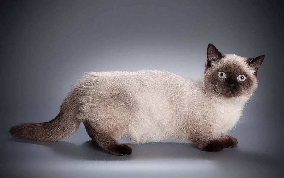 Манчкин кот