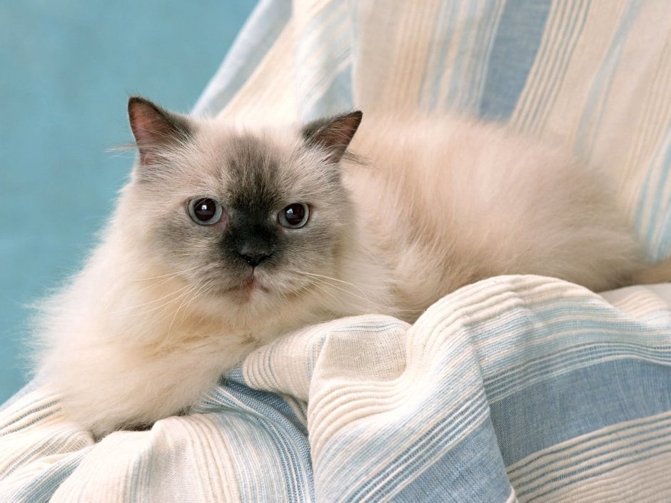 Гималайская кошка длинношерстная