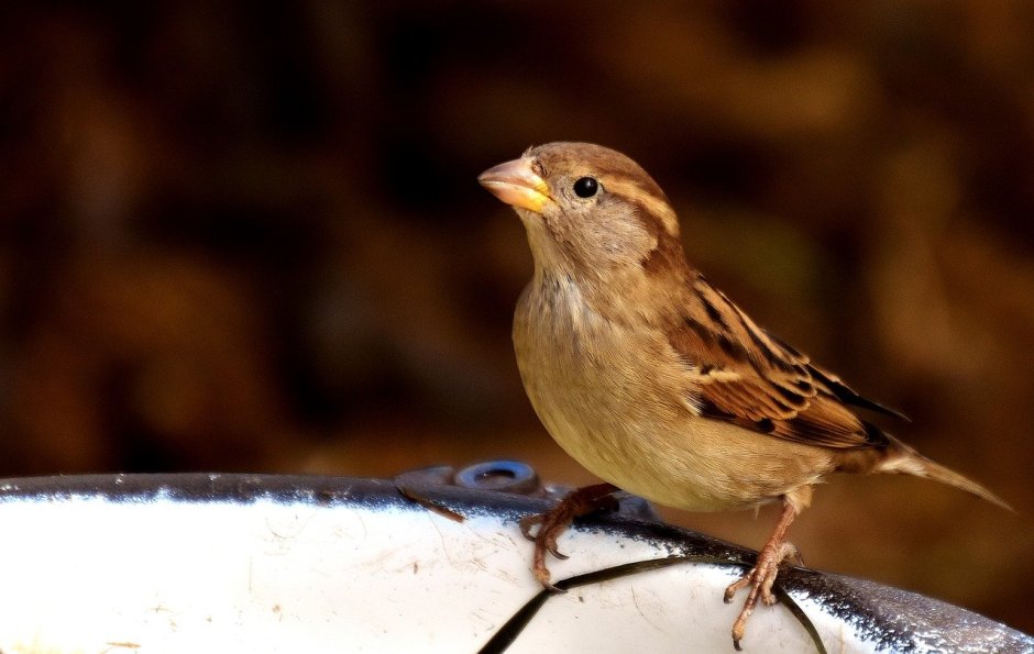 Turdus viscivorus