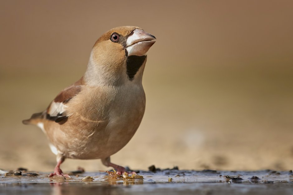 Снежный Воробей (montifringilla nivalis)