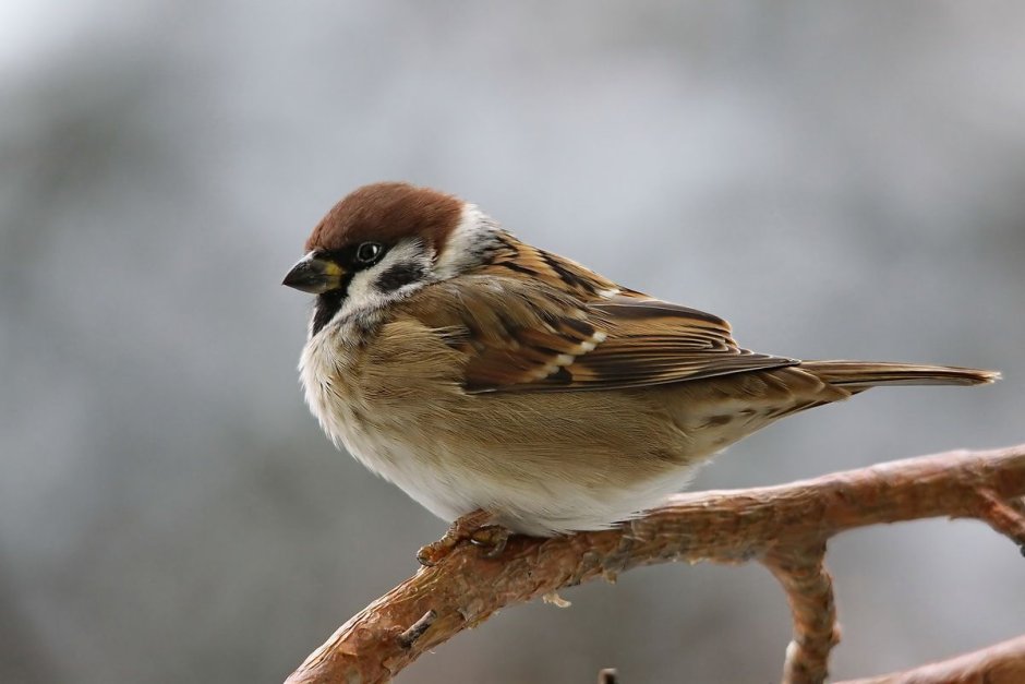 Полевой Воробей (passer montanus)