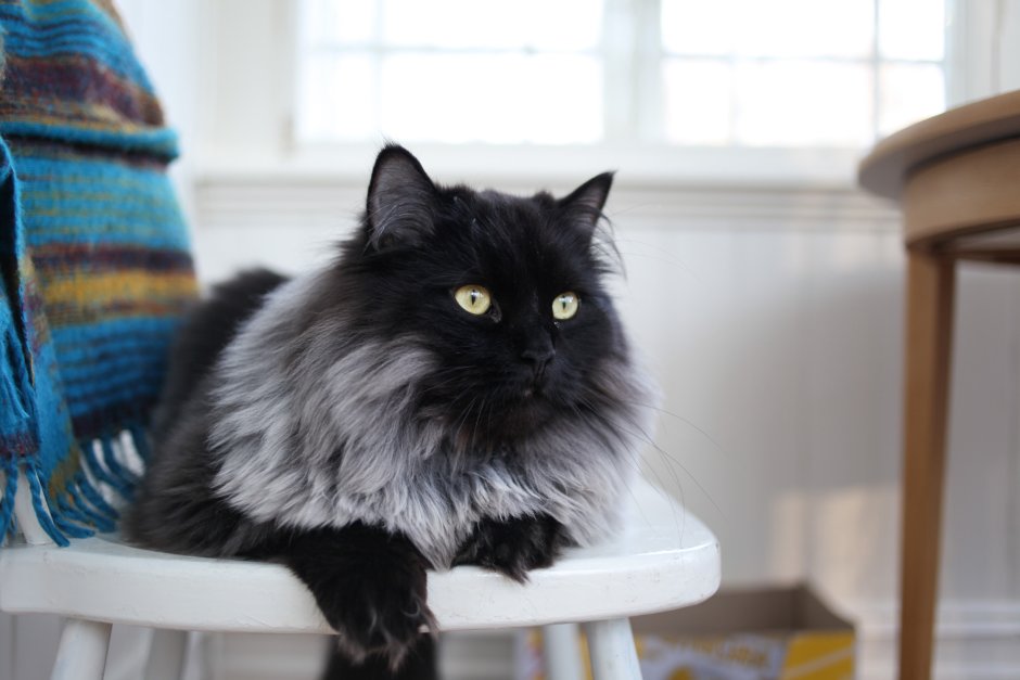 Сибирская кошка Солид Блэк