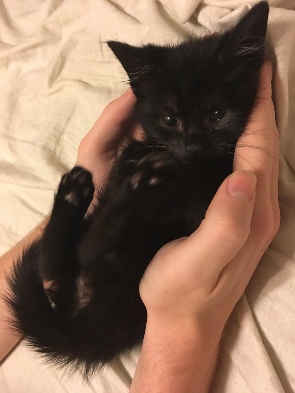 Милый чёрный котик