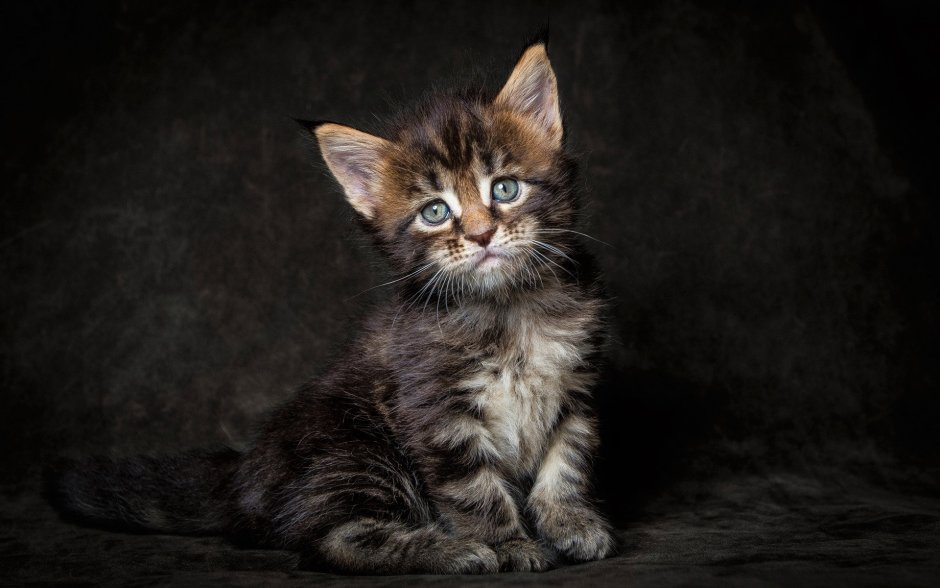 Котята Мейн кун