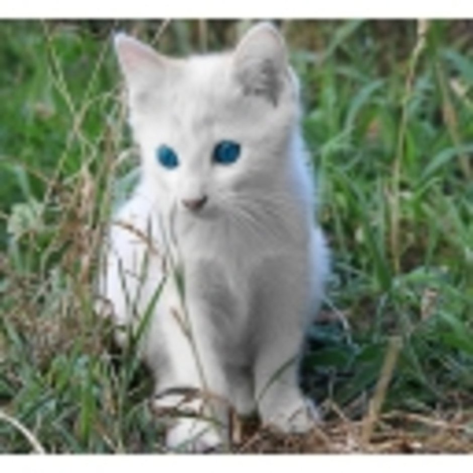 Сиамская кошка альбинос
