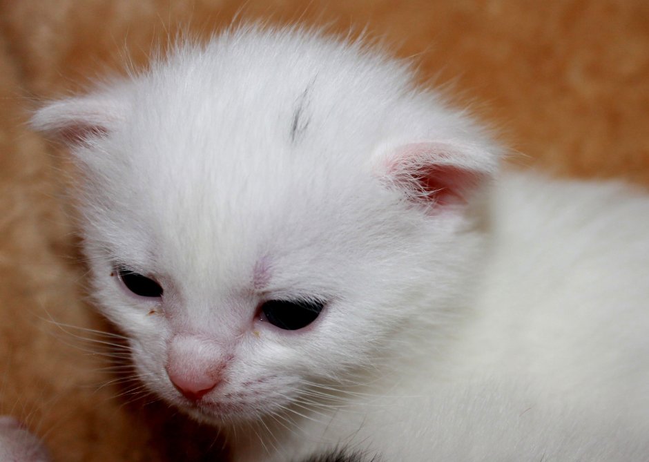 Беленький котенок
