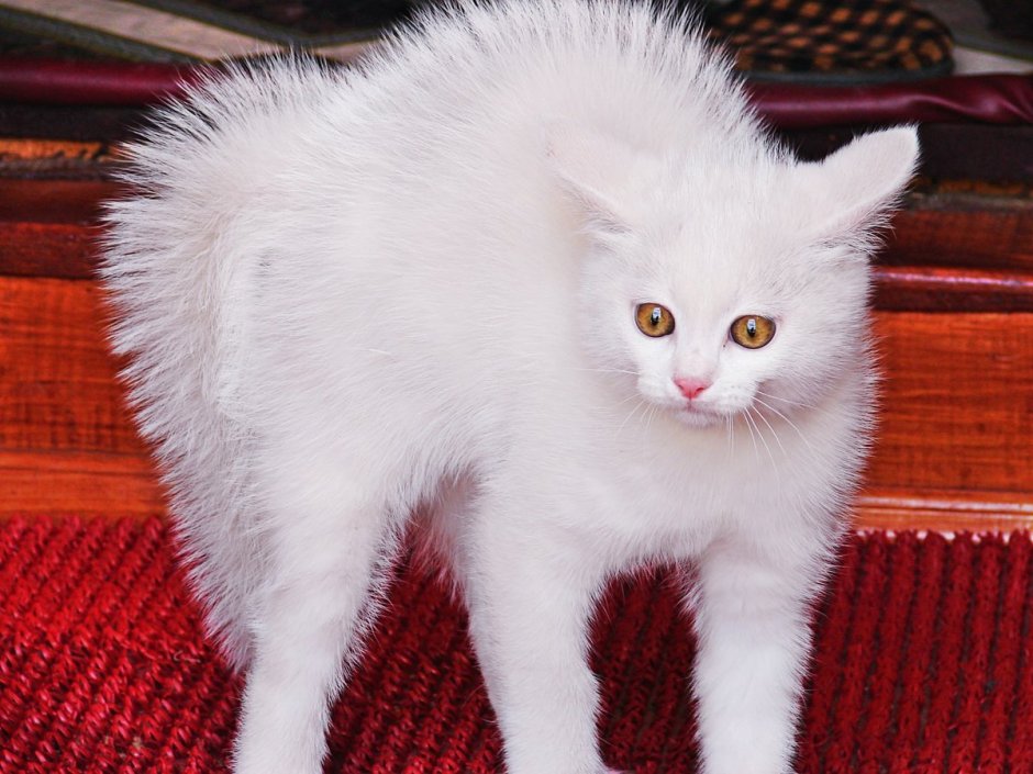 Альбинос котенок