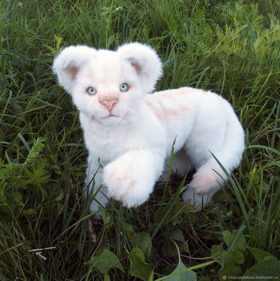 Вислоухий альбинос кот
