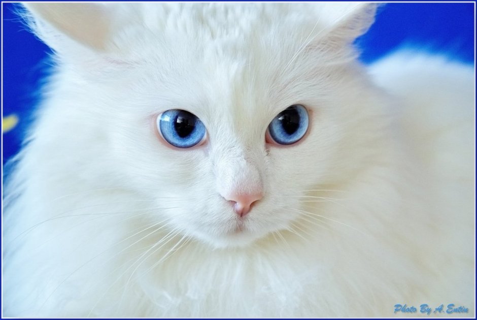 Ангорская кошка альбинос