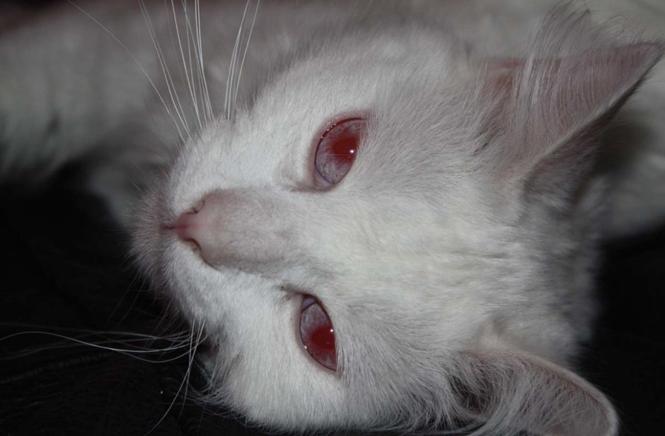 Кошка альбинос с красными глазами