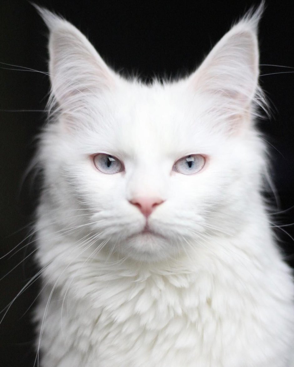Сибирская кошка альбинос
