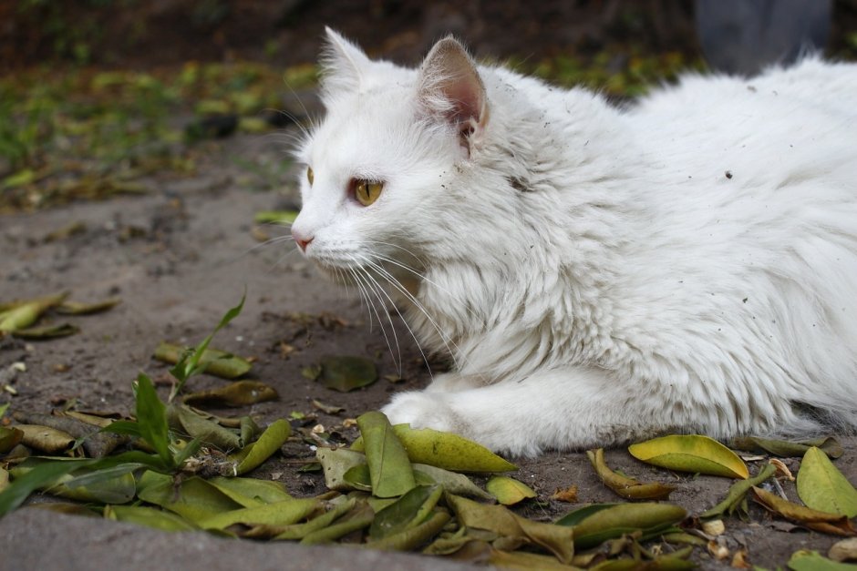 Дикие белые коты