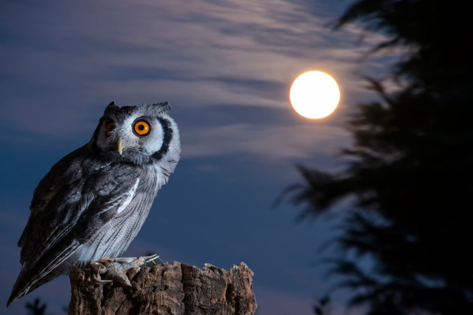 Найт Оул / ночная Сова (Night Owl)