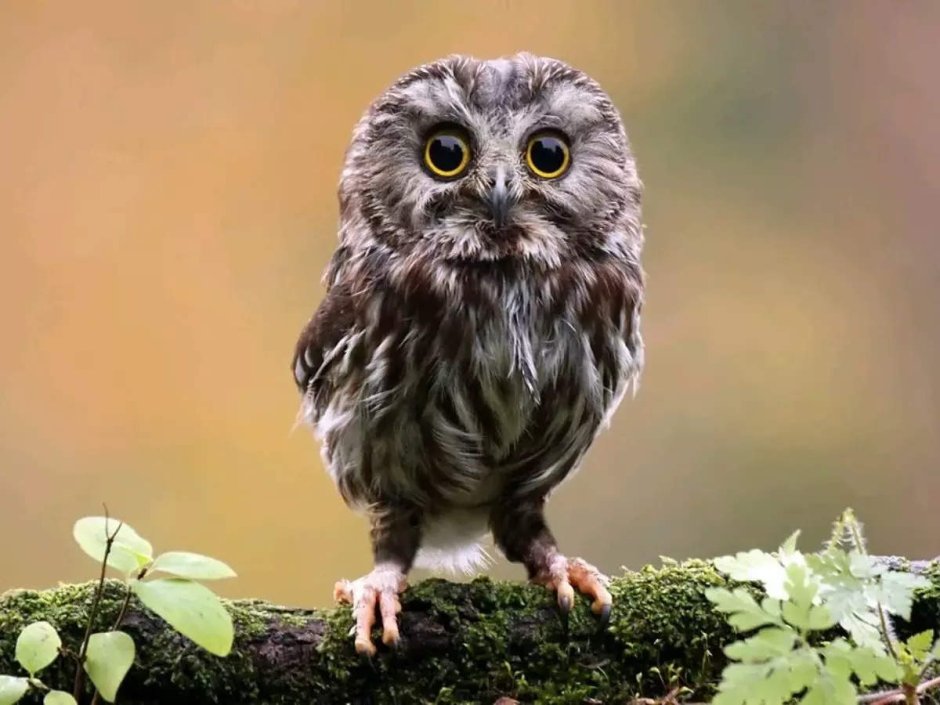 Owlida фото