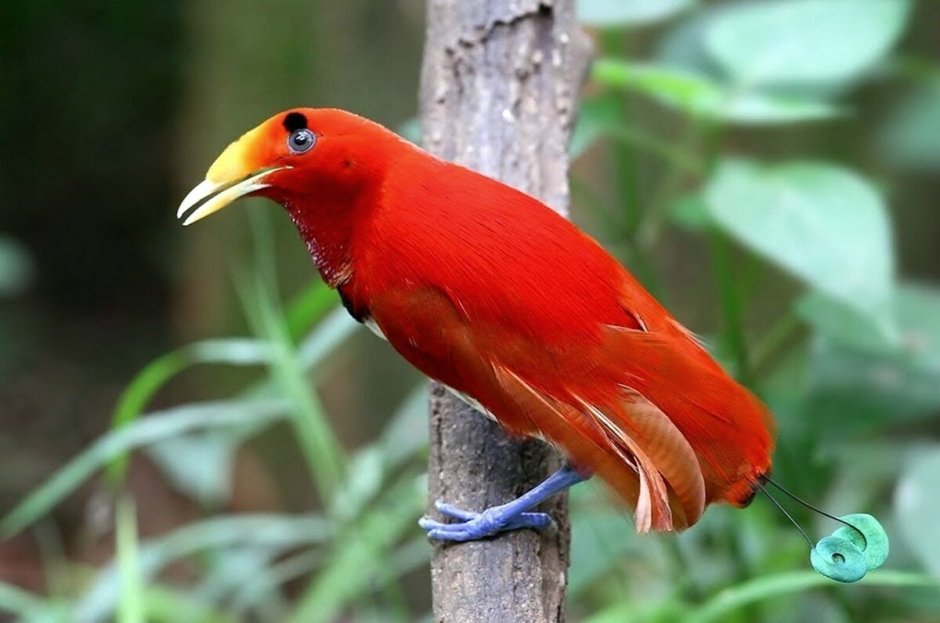 Cicinnurus Regius