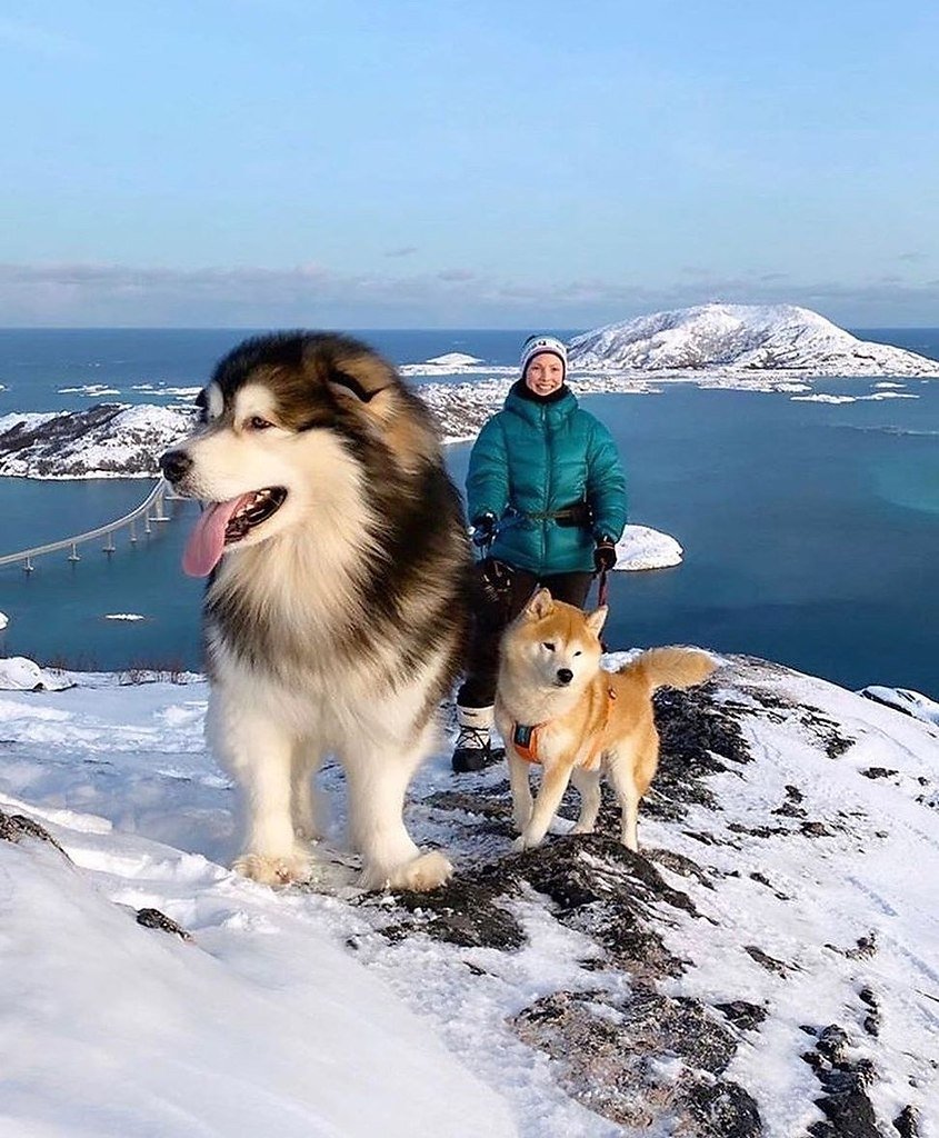Маламут Аляскинский гигант