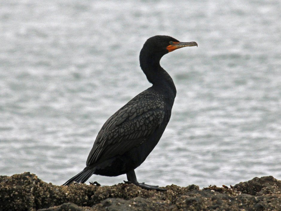 Баклан Черноморский птица