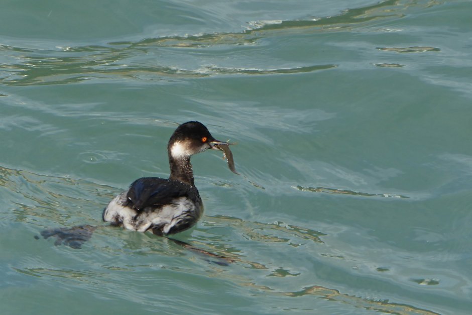Водные птицы Приозерского района