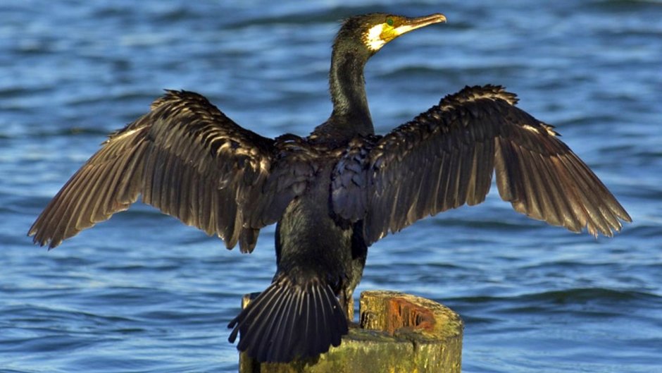 Пеликан на воде