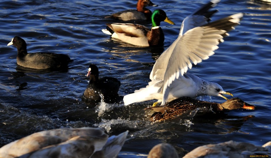 Утка плывет