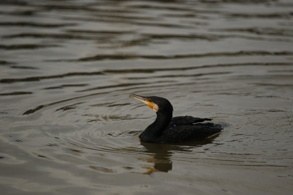 Водоплавающие птицы Балтийского моря