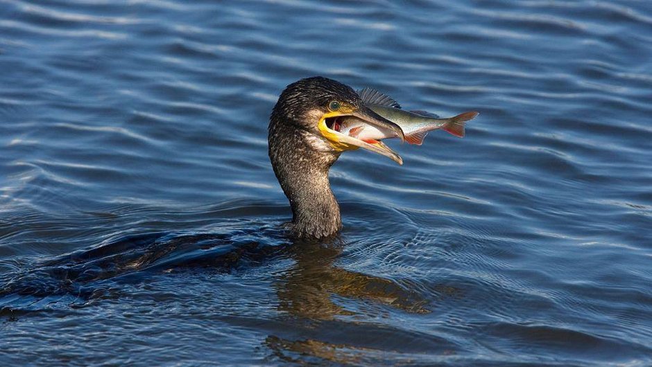 Пятнистый Баклан